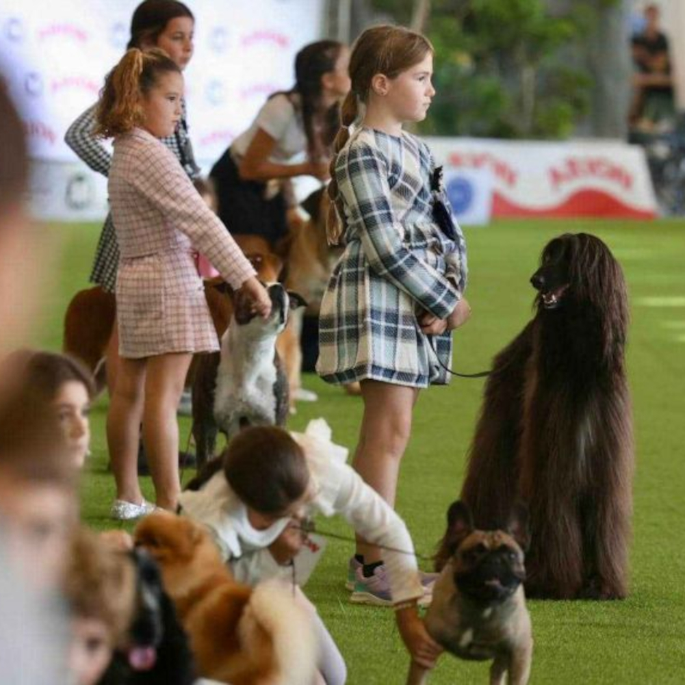 Jerez, la capital del perro de raza: récord de participación y un homenaje al ratonero bodeguero andaluz