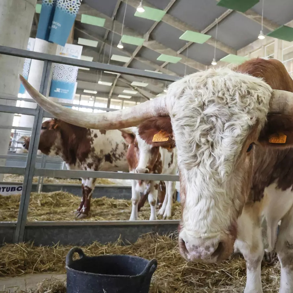 Fegasur se cancela en Jerez por el riesgo sanitario de la dermatosis nodular 