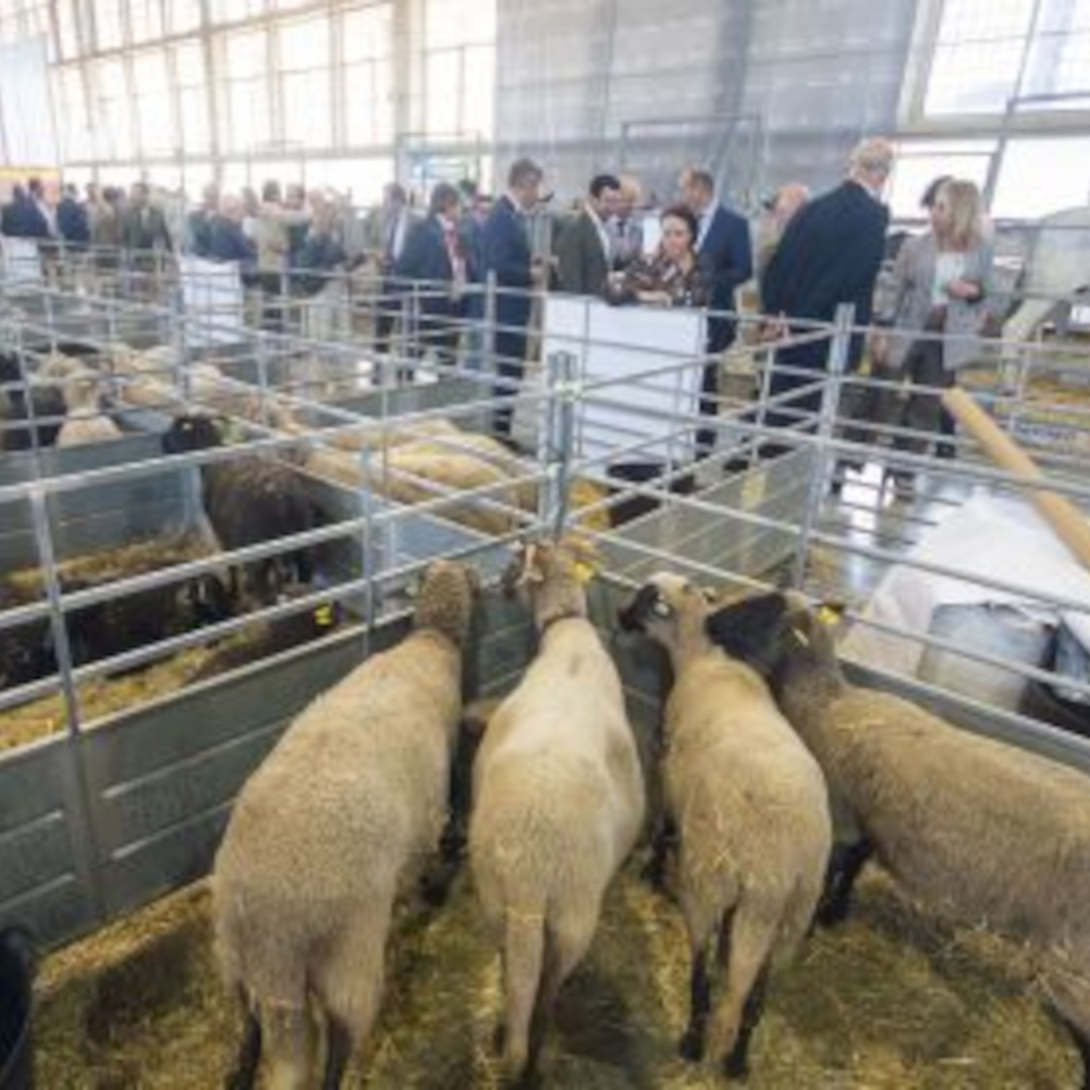 Fegasur se suspende por riesgo sanitario por segunda edición consecutiva