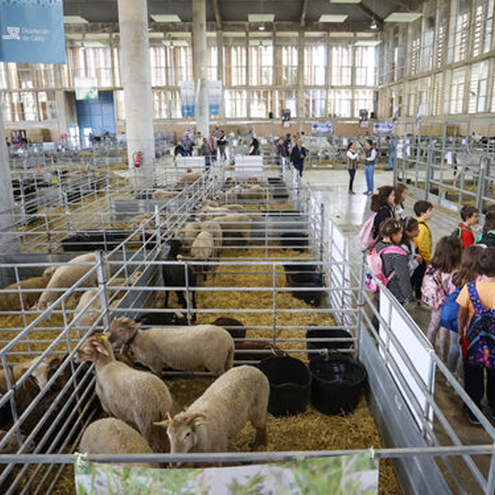 Unas 11.400 personas visitan Fegasur en Jerez en una edición de récord